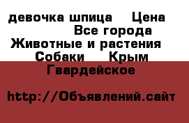 девочка шпица  › Цена ­ 40 000 - Все города Животные и растения » Собаки   . Крым,Гвардейское